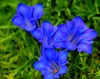 Show product details for Gentiana Faszination